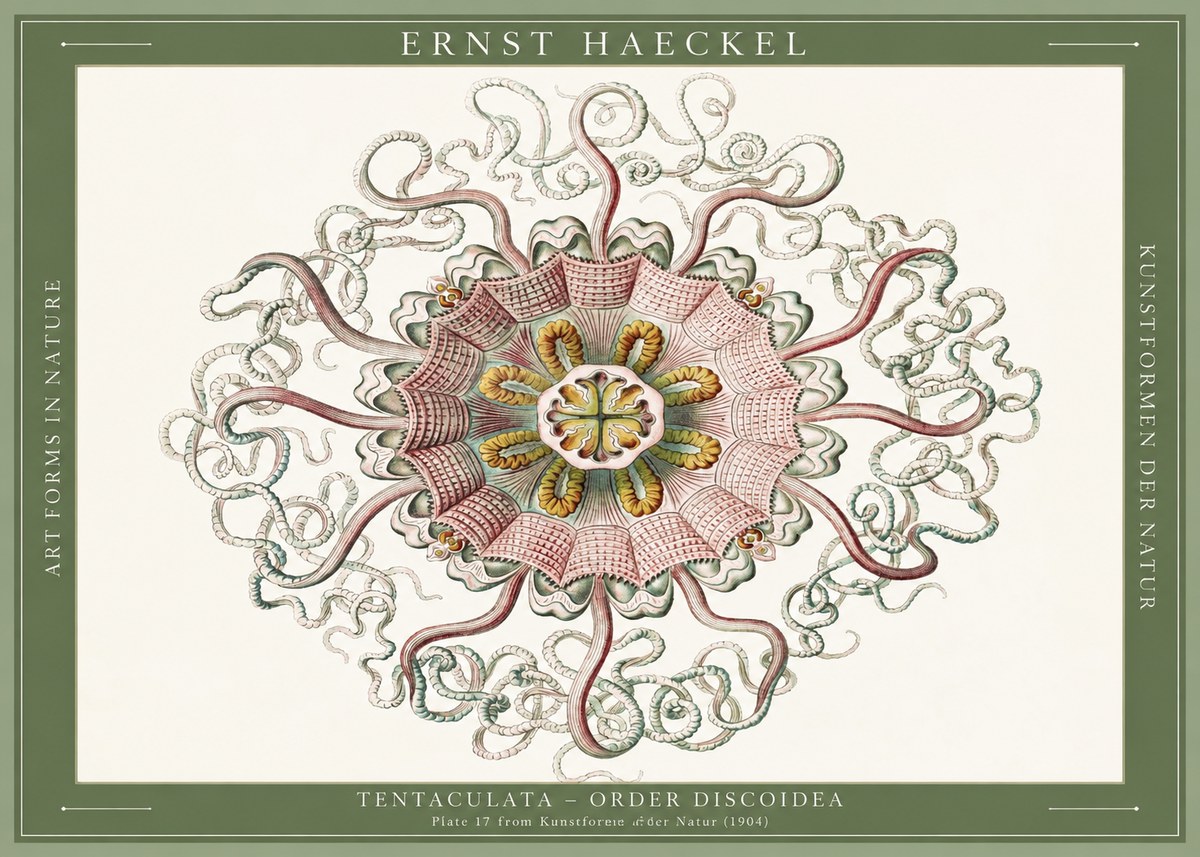 Ernst Haeckel Discomedusae – Actiniae No6 - Póster