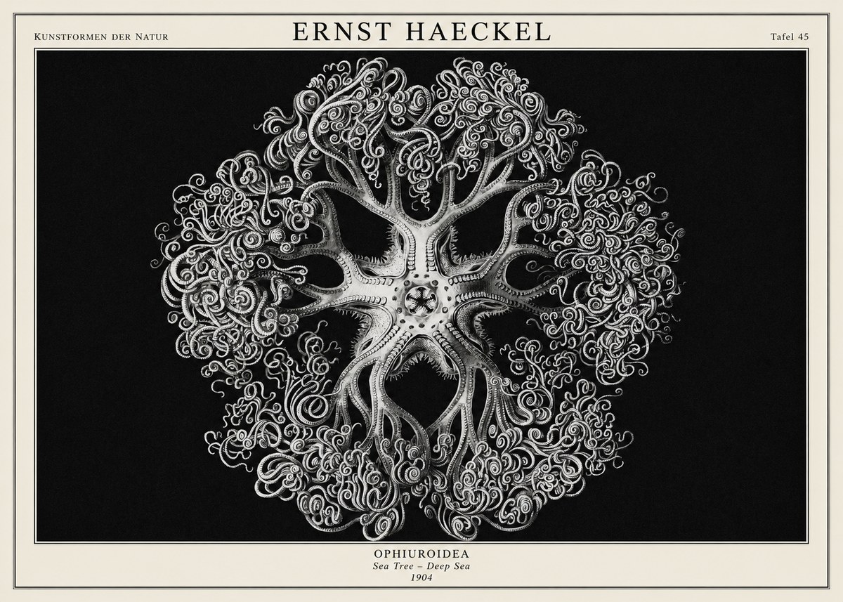 Ernst Haeckel Ophiuroidea Sea Tree - Deep Sea No1 - Póster