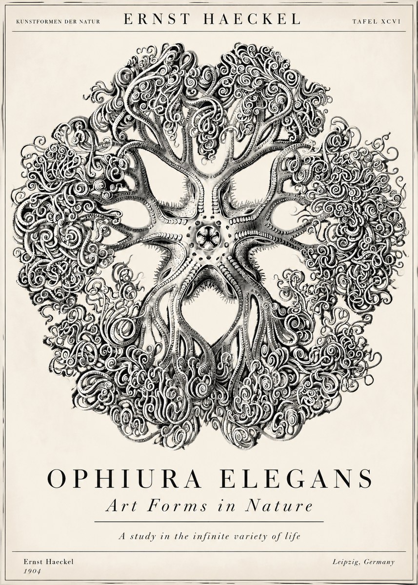 Ernst Haeckel Ophiuroidea Sea Tree - Deep Sea No6 - Póster