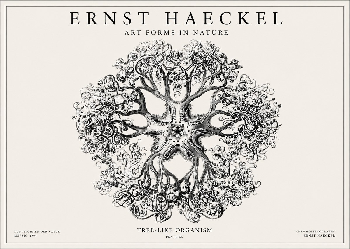 Ernst Haeckel Tree-like Organism No1 - Póster