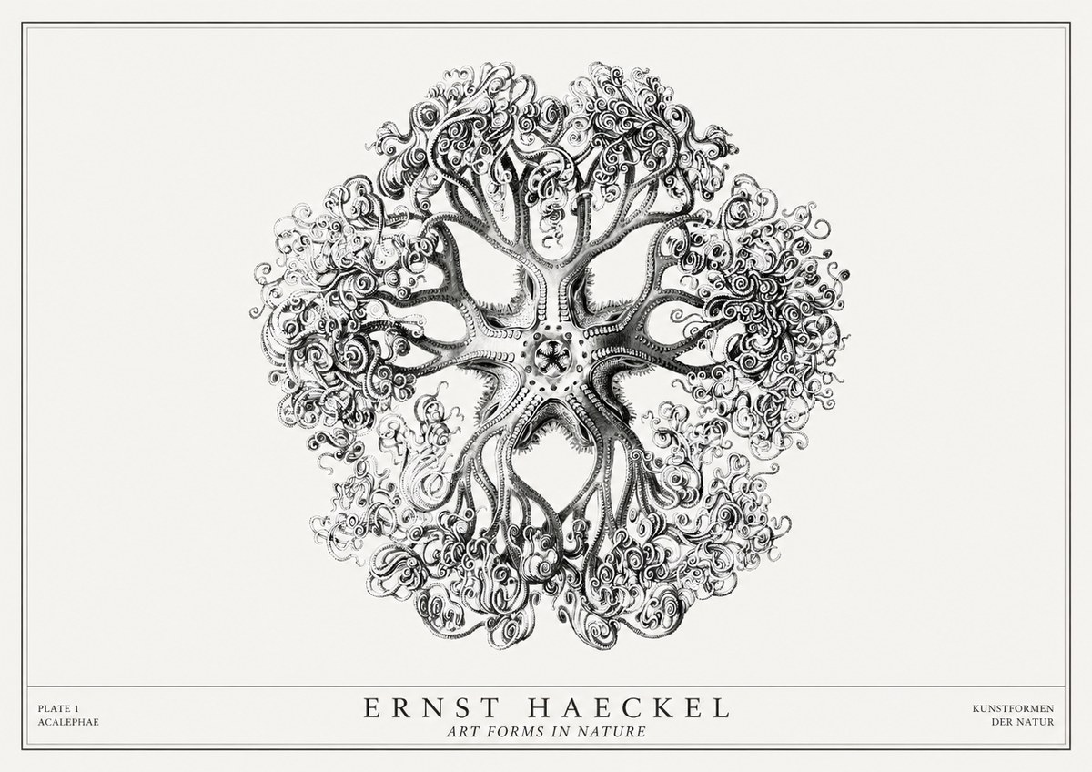 Ernst Haeckel Tree-like Organism No3 - Póster