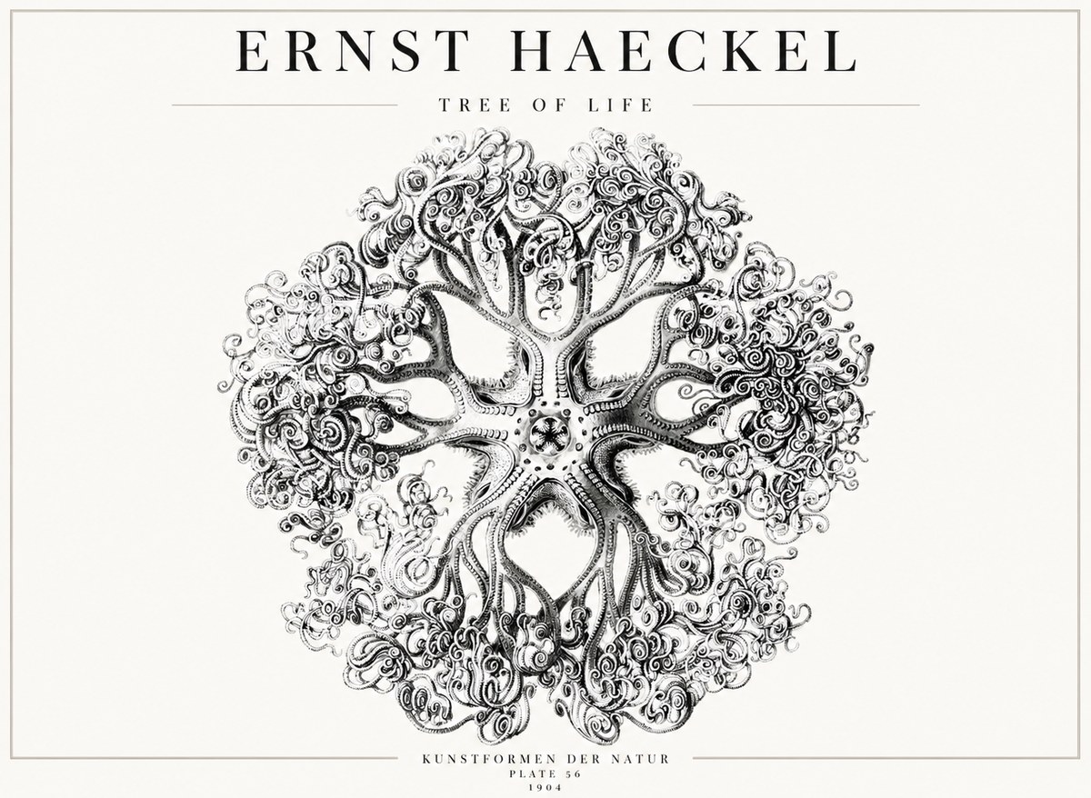 Ernst Haeckel Tree-like Organism No4 - Póster