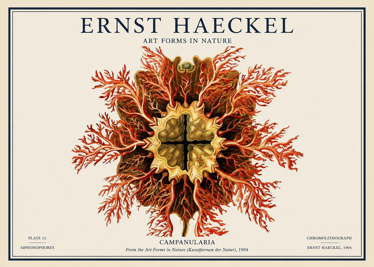 Ernst Haeckel Tetractinellida a Radiolarian from the Deep Sea No4 - Póster
