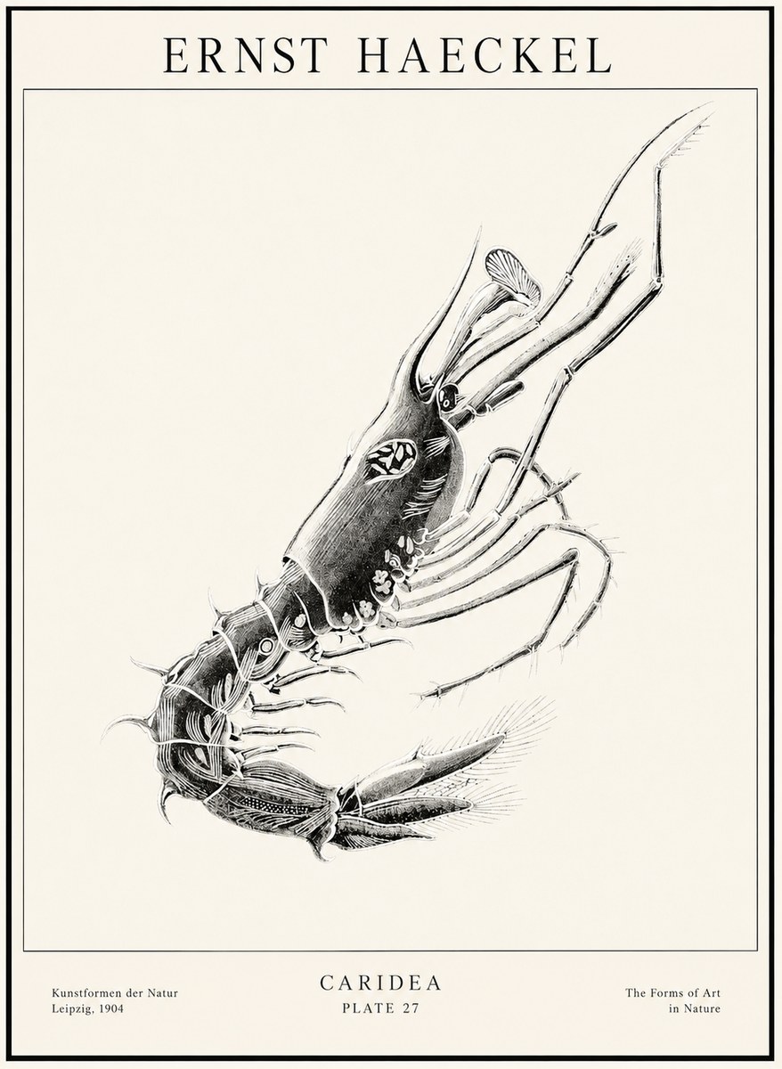 Ernst Haeckel Caridea Plate 27 No1 - Póster