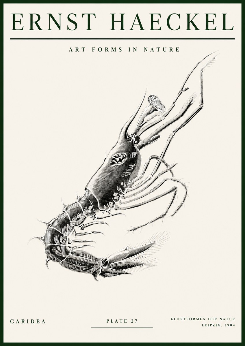 Ernst Haeckel Caridea Plate 27 No3 - Póster