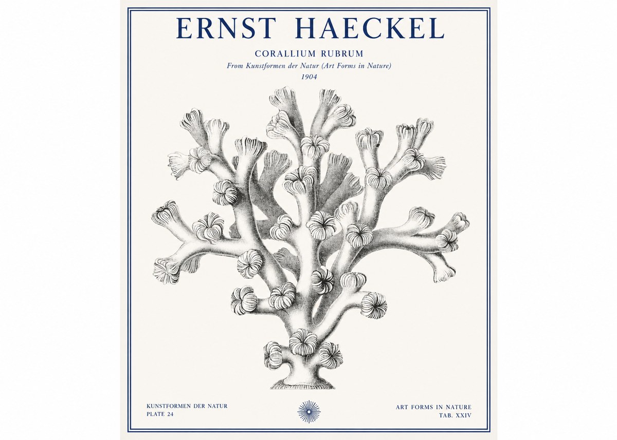 Ernst Haeckel Corallium Rubrum II No1 - Póster