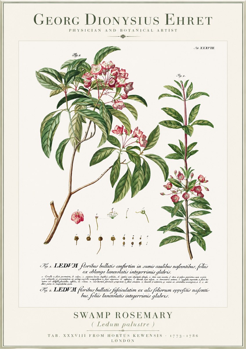 Georg Dionysius Ehret Swamp Rosemary (Ledum Palustre) No1 - Póster
