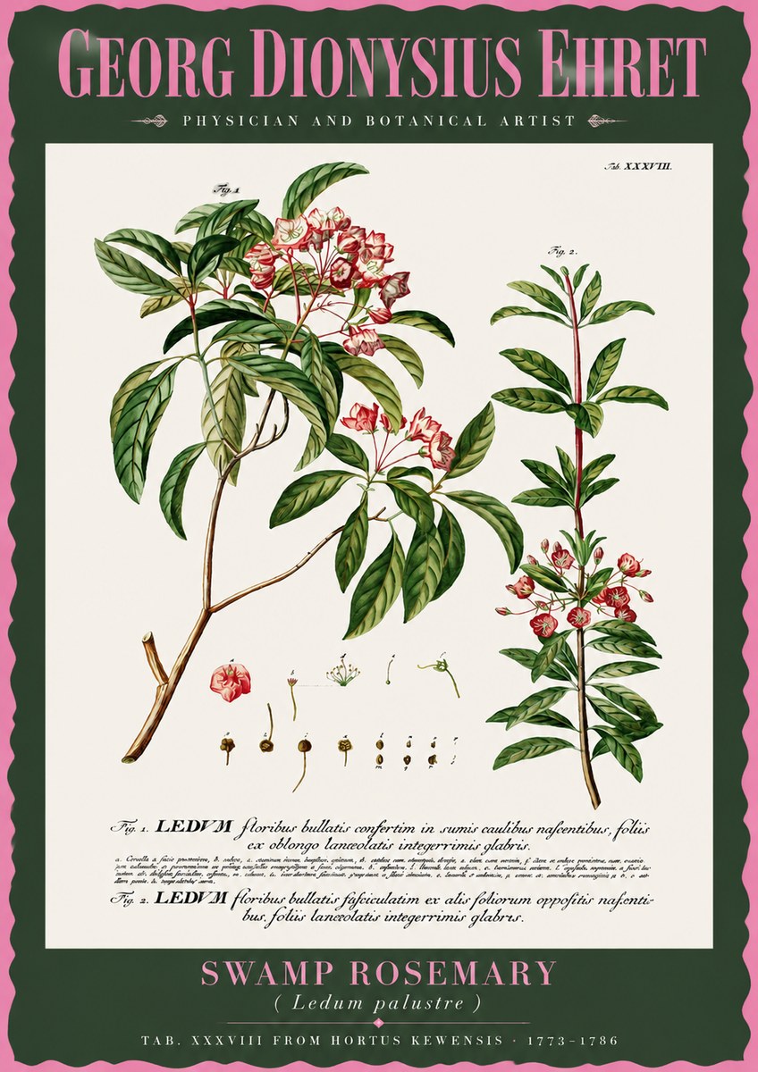Georg Dionysius Ehret Swamp Rosemary (Ledum Palustre) No2 - Póster
