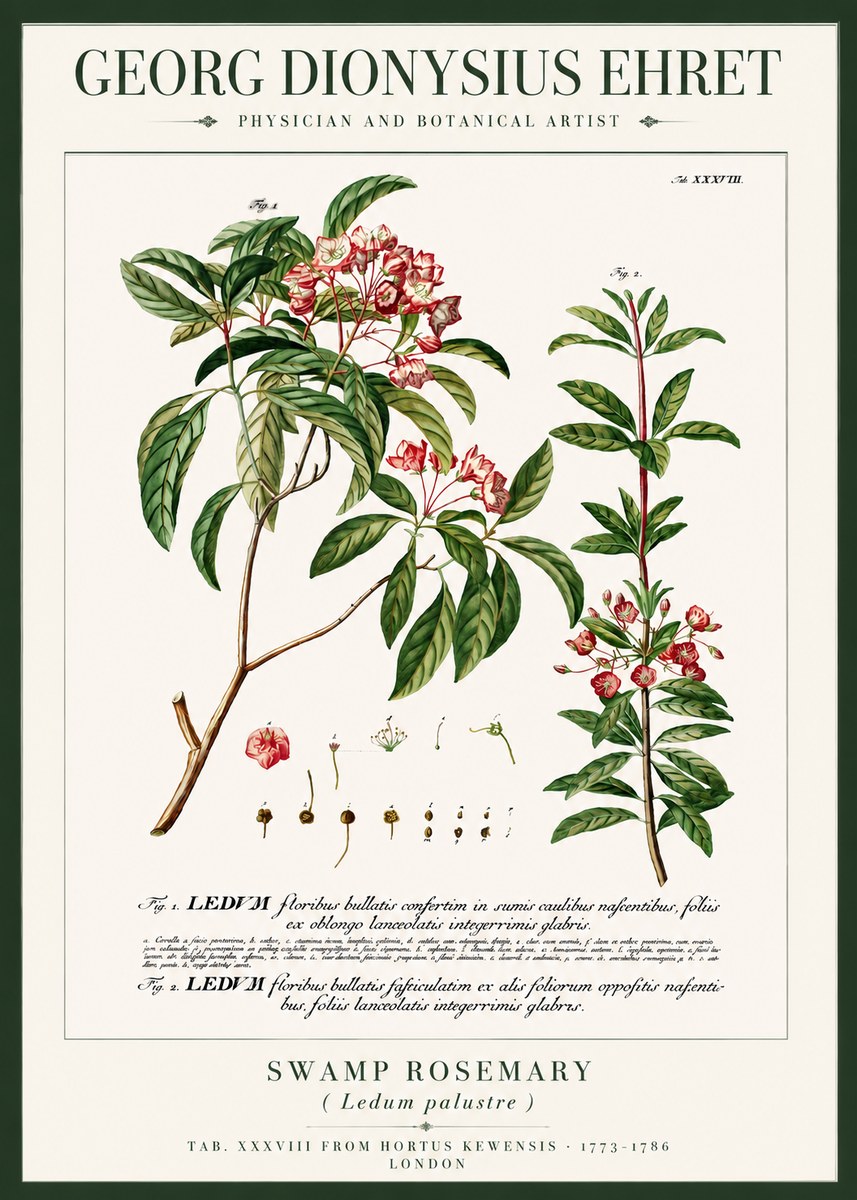 Georg Dionysius Ehret Swamp Rosemary (Ledum Palustre) No3 - Póster
