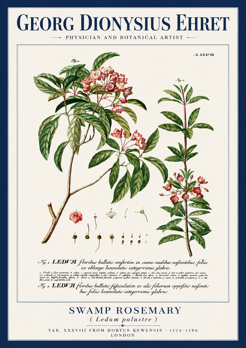 Georg Dionysius Ehret Swamp Rosemary (Ledum Palustre) No4 - Póster