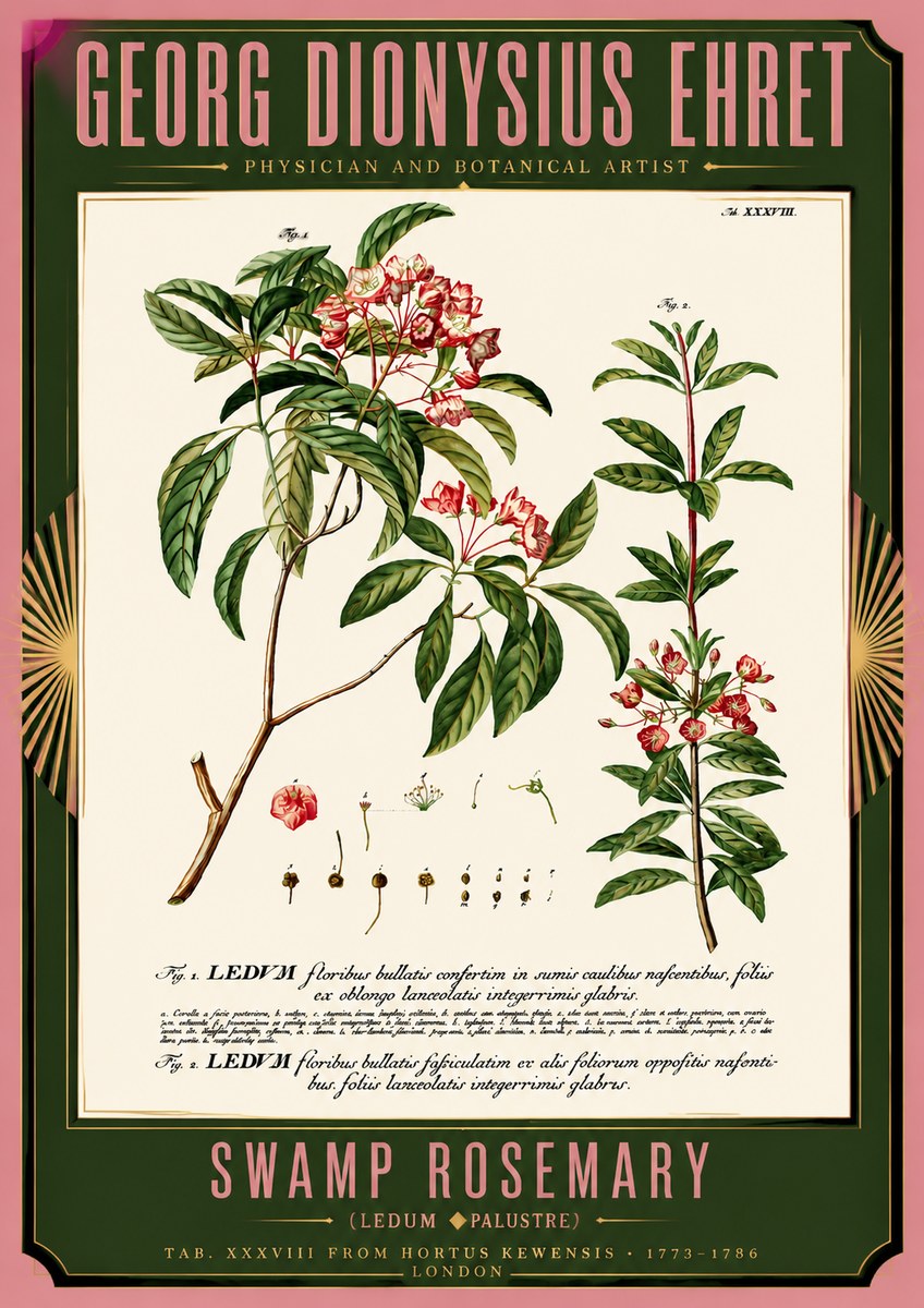 Georg Dionysius Ehret Swamp Rosemary (Ledum Palustre) No5 - Póster