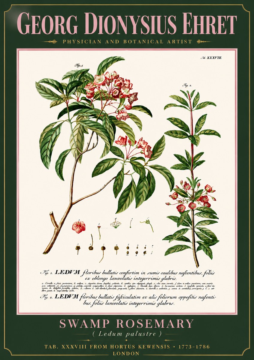 Georg Dionysius Ehret Swamp Rosemary (Ledum Palustre) No6 - Póster