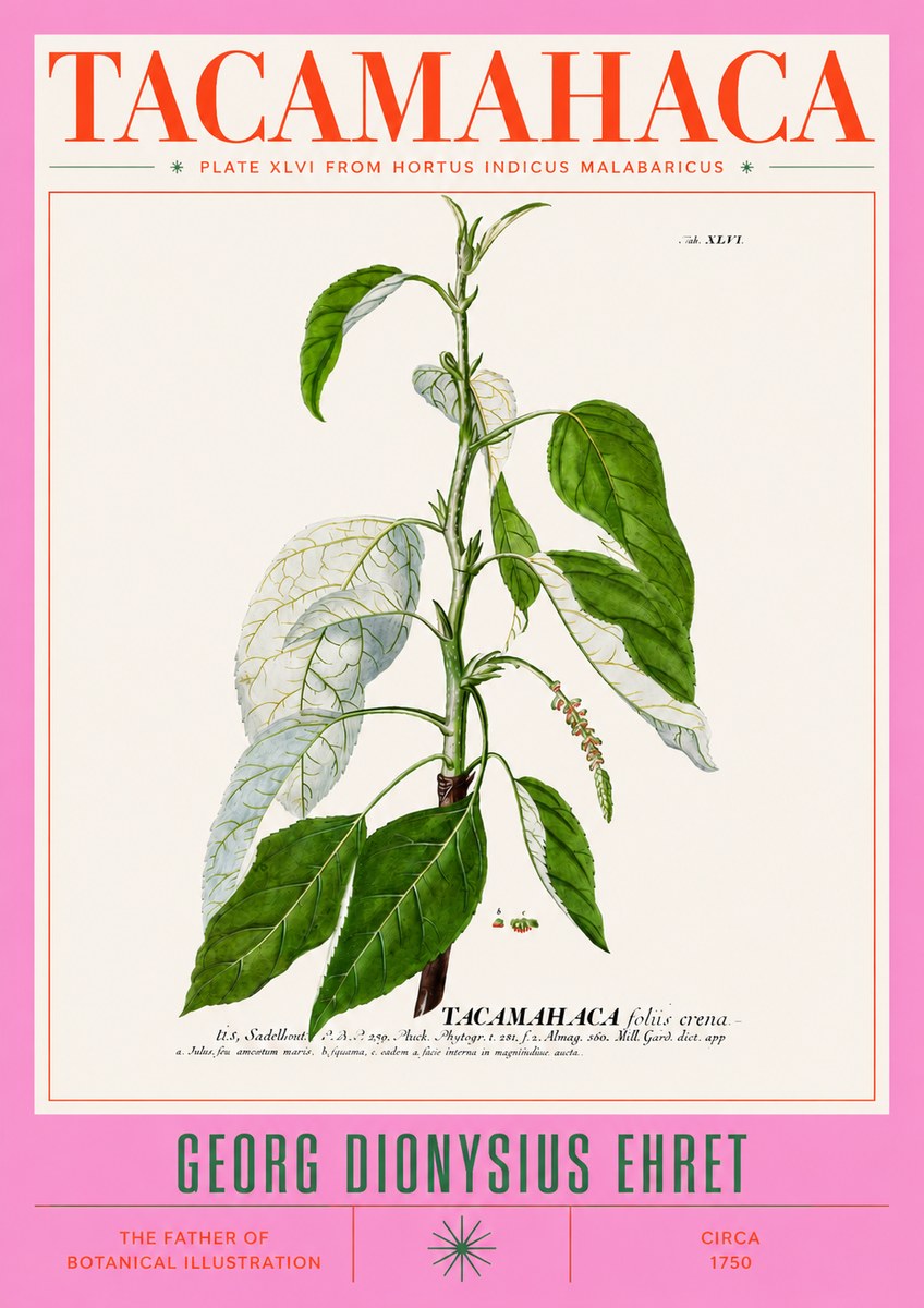 Georg Dionysius Ehret Tacamahaca (Saddlewood) No3 - Póster