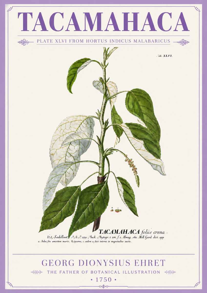 Georg Dionysius Ehret Tacamahaca (Saddlewood) No5 - Póster