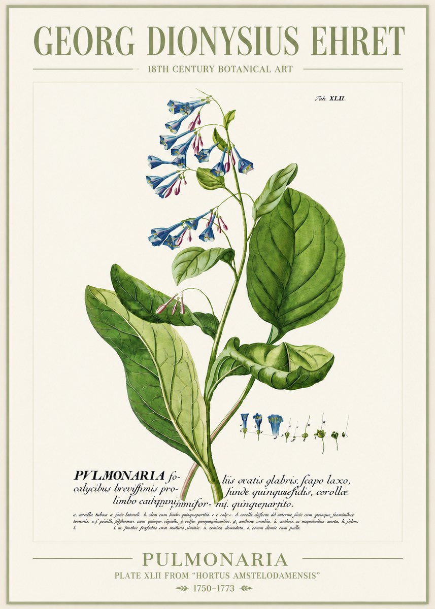 Georg Dionysius Ehret Pulmonaria No4 - Póster