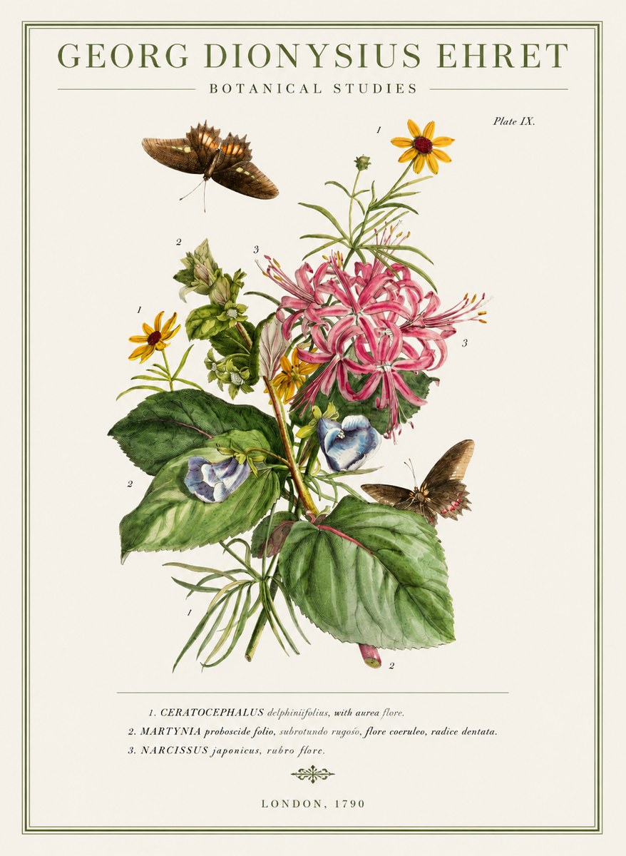 Georg Dionysius Ehret Botanical Studies - Plate Ix No1 - Póster