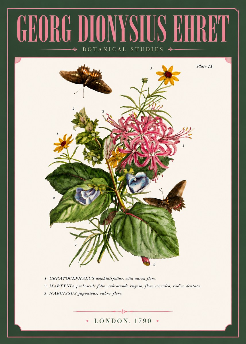 Georg Dionysius Ehret Botanical Studies - Plate Ix No6 - Póster