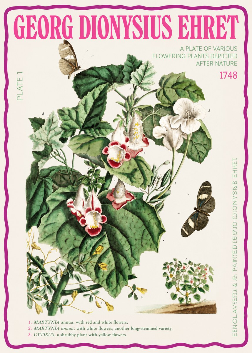 Georg Dionysius Ehret A Plate of Various Flowering Plants Depicted After Nature 1748 No2 - Póster