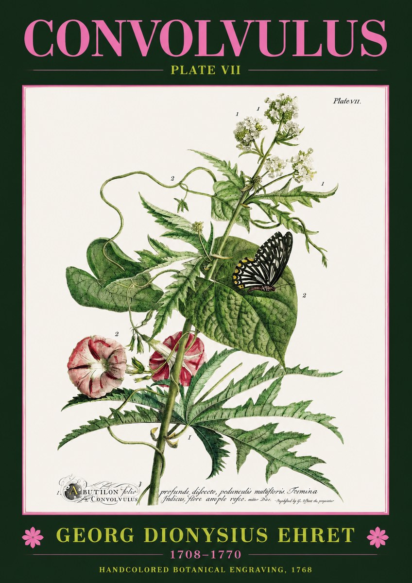 Georg Dionysius Ehret Convolvulus - Plate Vii No2 - Póster