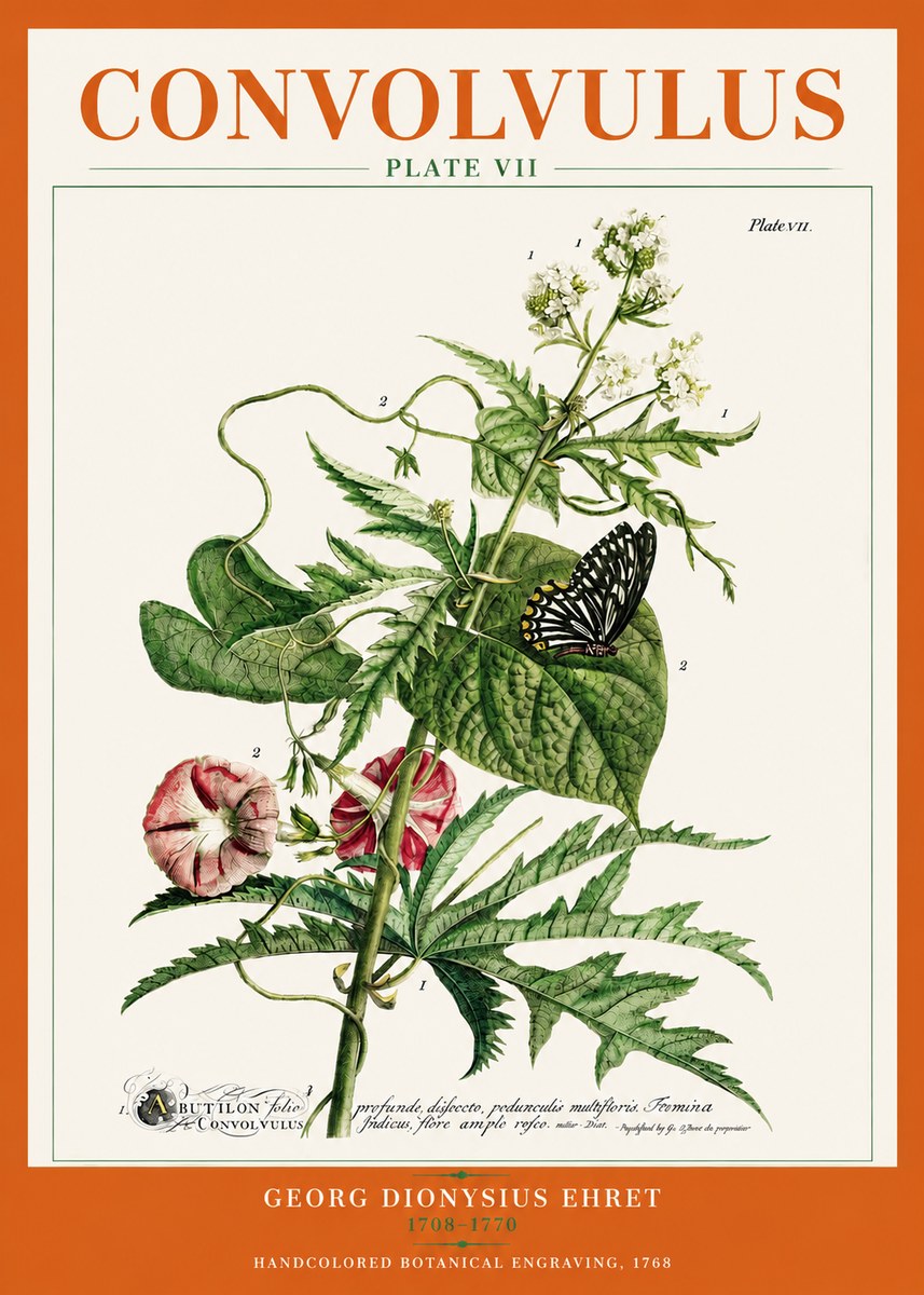 Georg Dionysius Ehret Convolvulus - Plate Vii No3 - Póster