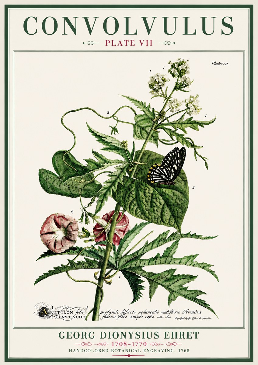 Georg Dionysius Ehret Convolvulus - Plate Vii No4 - Póster