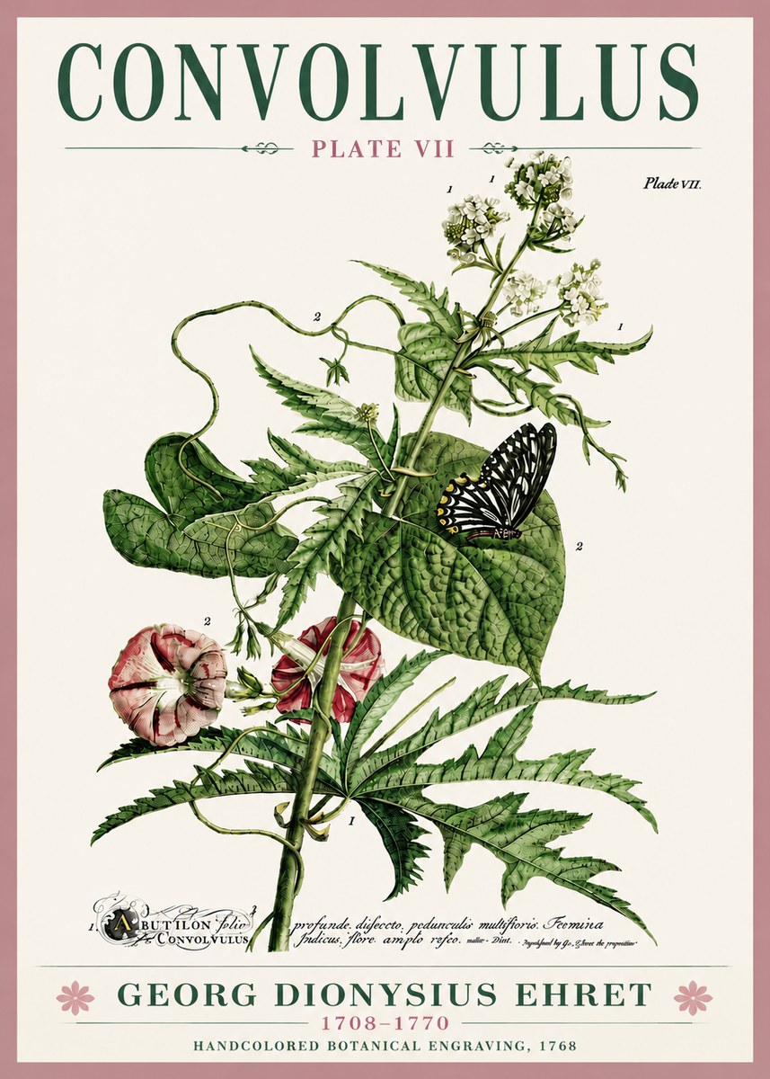 Georg Dionysius Ehret Convolvulus - Plate Vii No6 - Póster