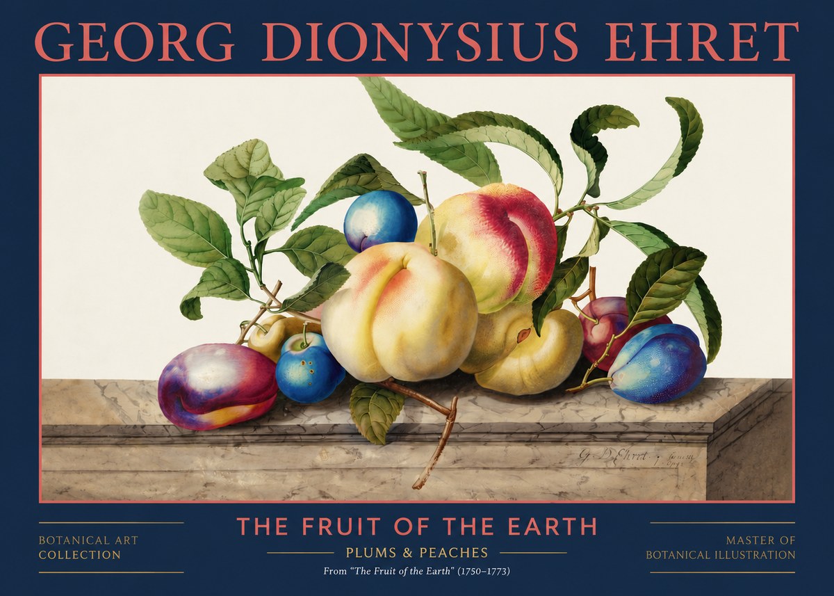 Georg Dionysius Ehret Plums & Peaches No2 - Póster