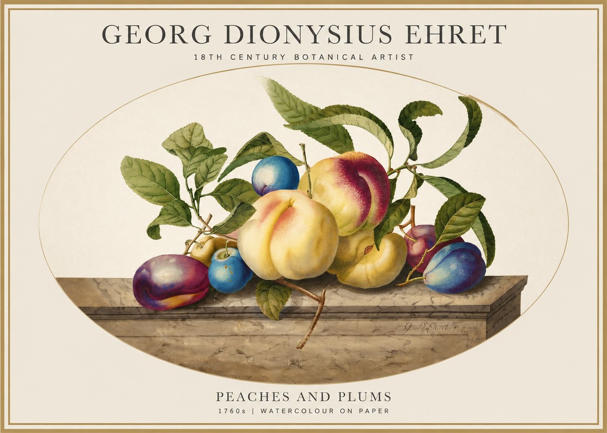 Georg Dionysius Ehret Plums & Peaches No5 - Póster