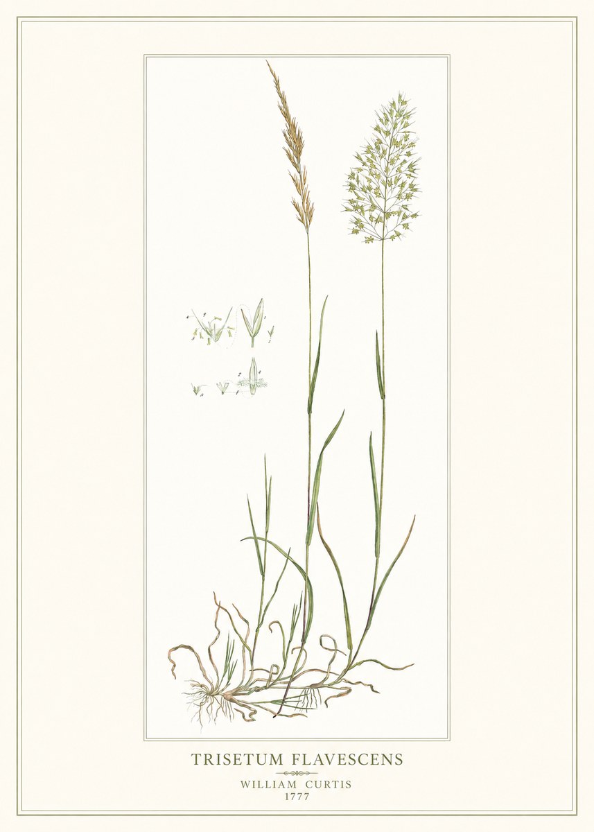 William Curtis Trisetum Flavescens I No1 - Póster