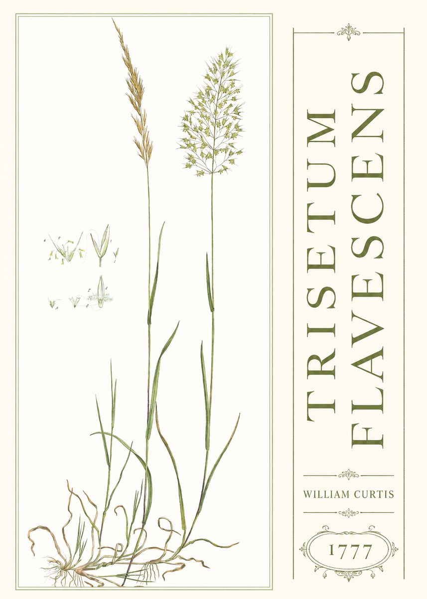 William Curtis Trisetum Flavescens I No3 - Póster