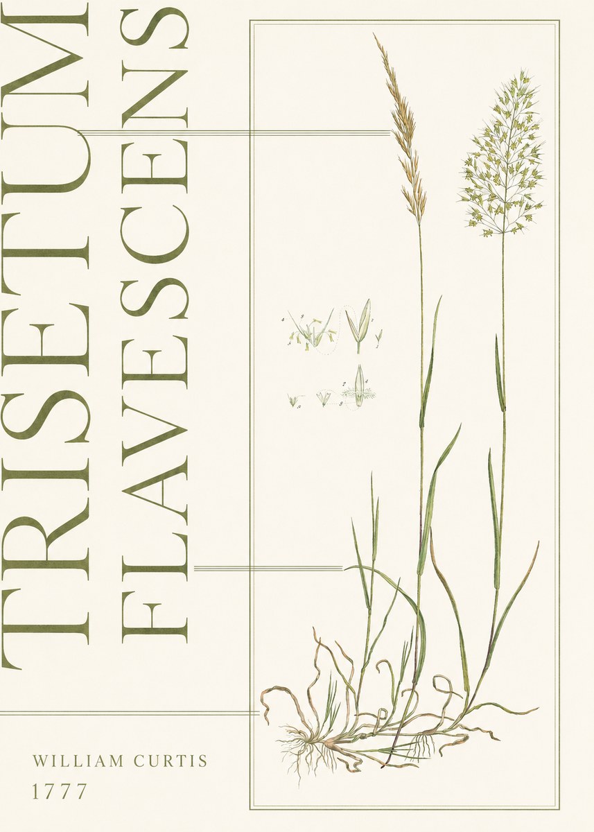 William Curtis Trisetum Flavescens I No5 - Póster
