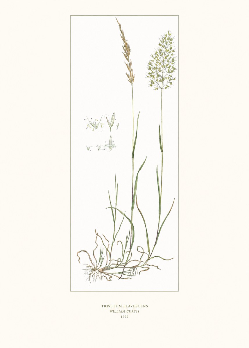 William Curtis Trisetum Flavescens I No6 - Póster