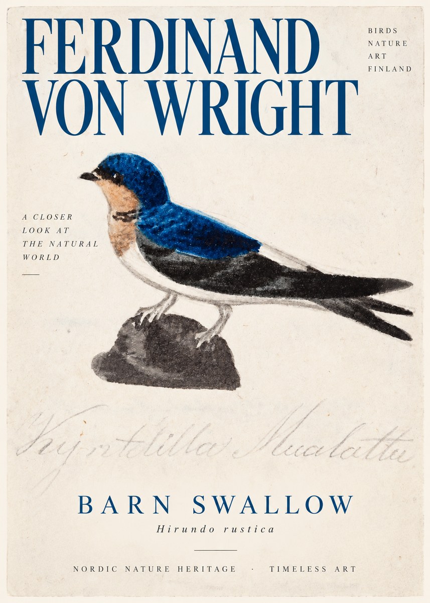 Ferdinand von Wright Swallow (Hirundo Rustica) No3 - Póster