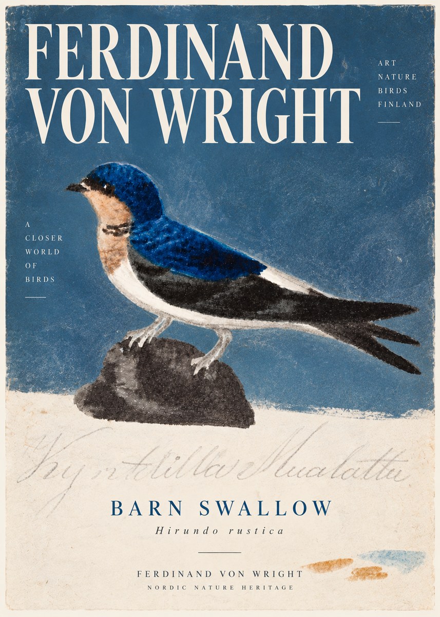 Ferdinand von Wright Swallow (Hirundo Rustica) No6 - Póster
