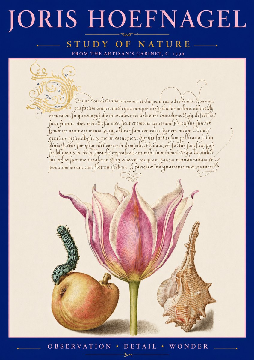 Joris Hoefnagel Tulip, Peach, Caterpillar & Seashell No3 - Póster