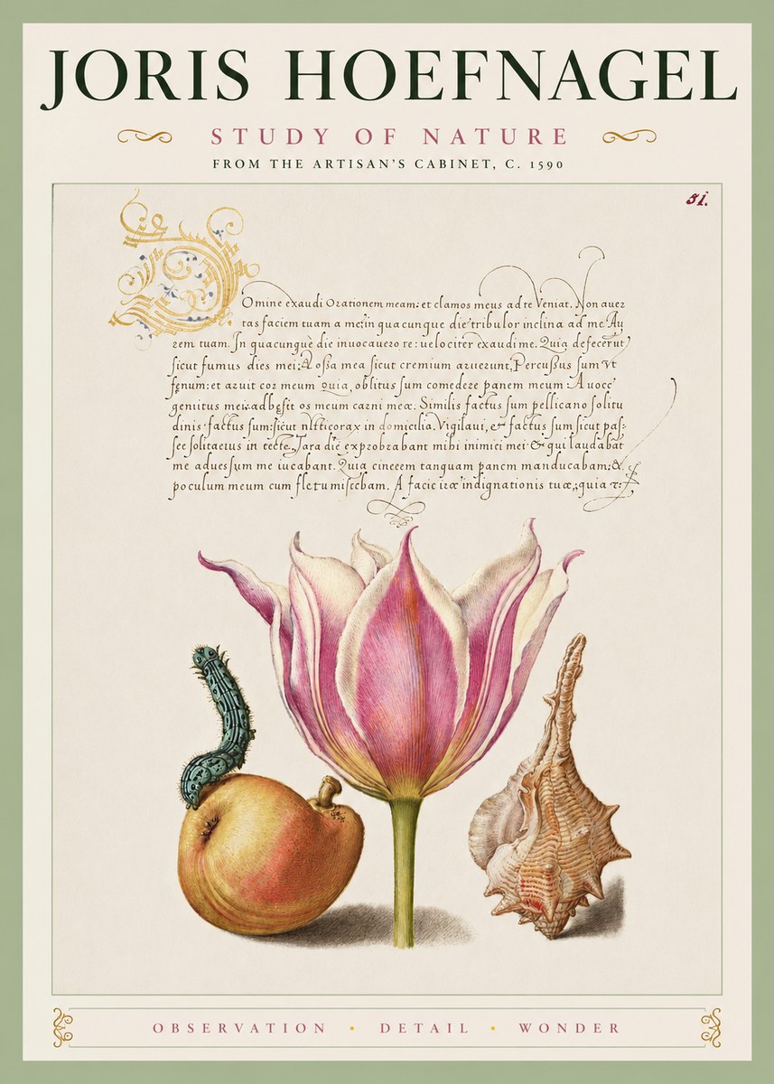 Joris Hoefnagel Tulip, Peach, Caterpillar & Seashell No4 - Póster