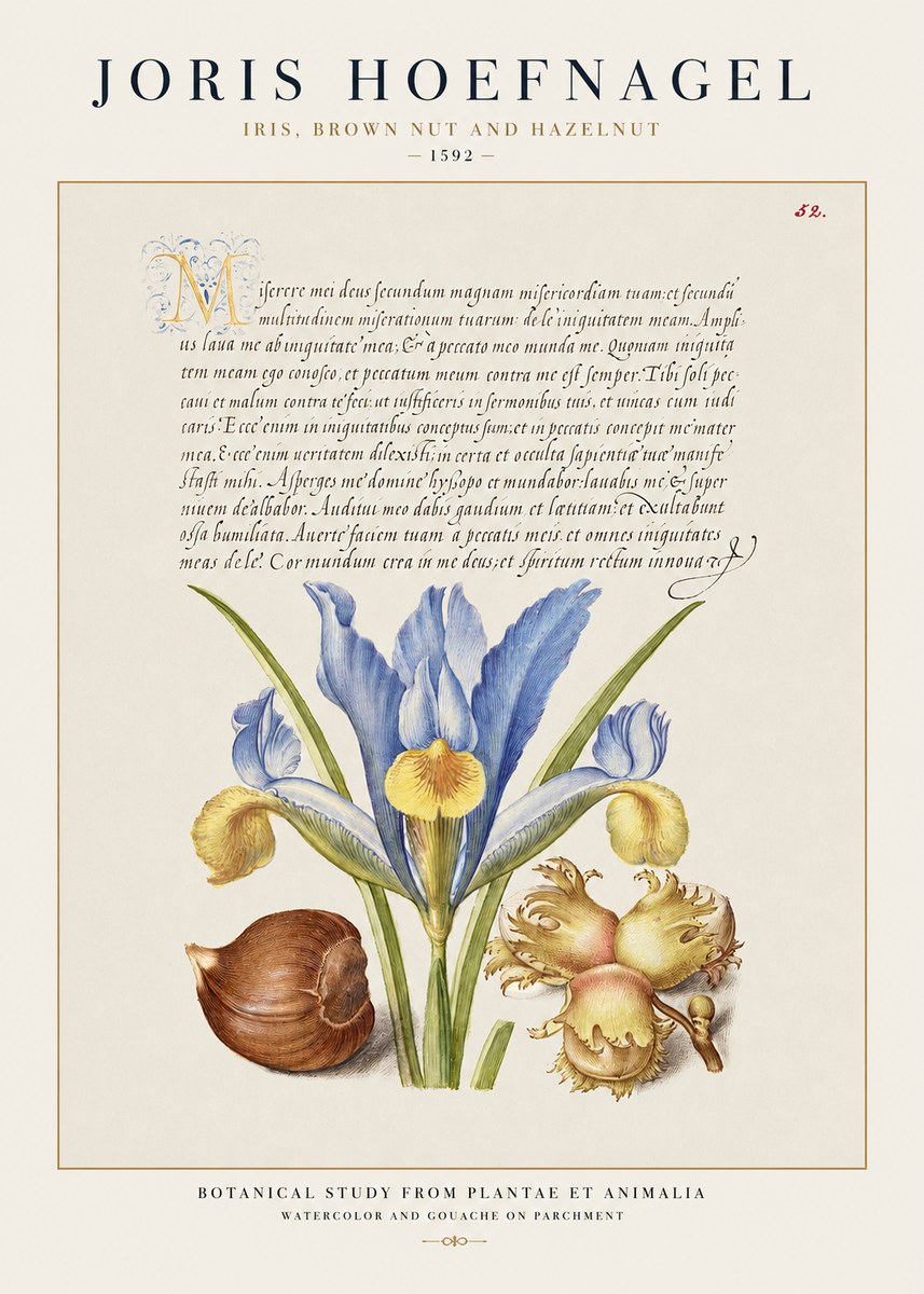 Joris Hoefnagel Iris, Brown Nut and Hazelnut No1 - Póster