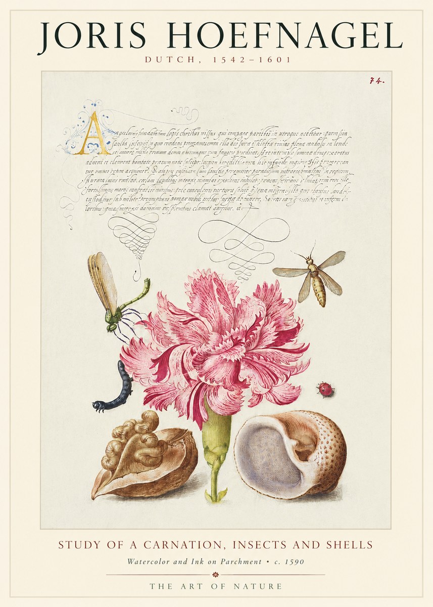 Joris Hoefnagel Study of a Carnation, Insects and Shells No1 - Póster