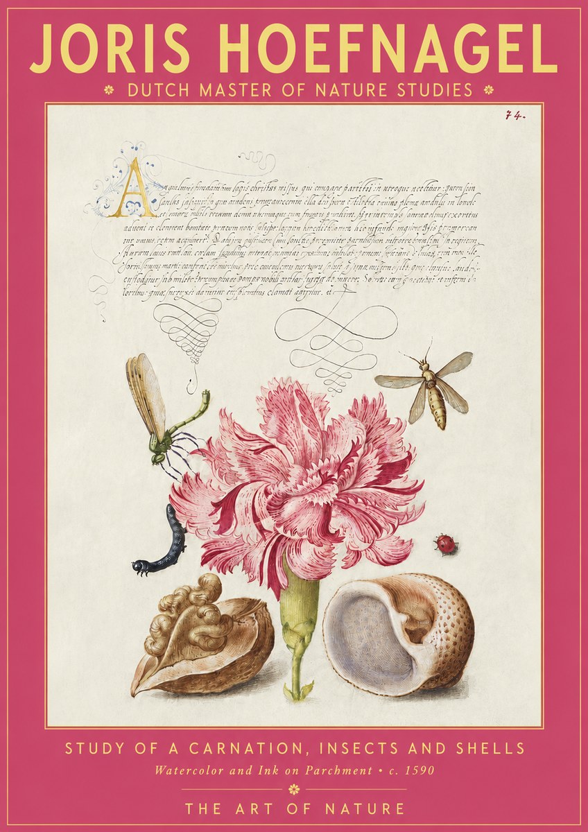 Joris Hoefnagel Study of a Carnation, Insects and Shells No2 - Póster