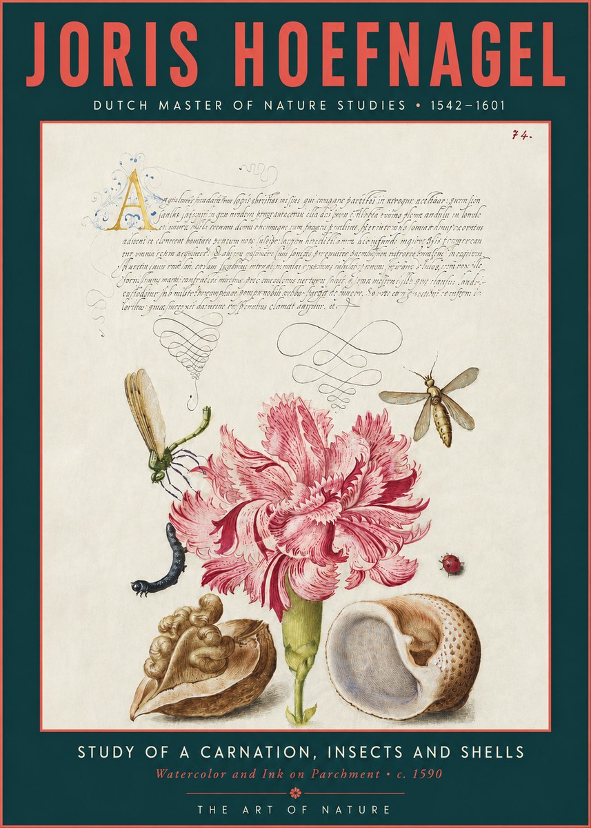Joris Hoefnagel Study of a Carnation, Insects and Shells No3 - Póster