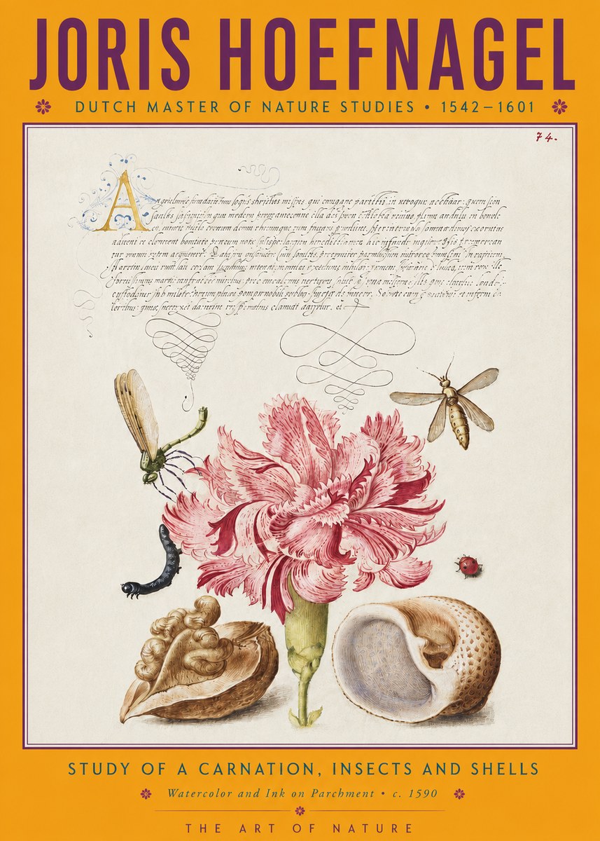 Joris Hoefnagel Study of a Carnation, Insects and Shells No4 - Póster