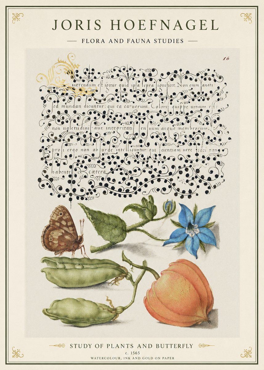 Joris Hoefnagel Study of Plants and Butterfly No1 - Póster