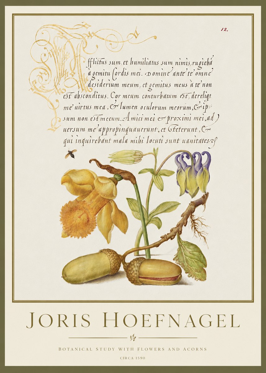 Joris Hoefnagel Illuminated Manuscript with Flowers and Acorns No2 - Póster