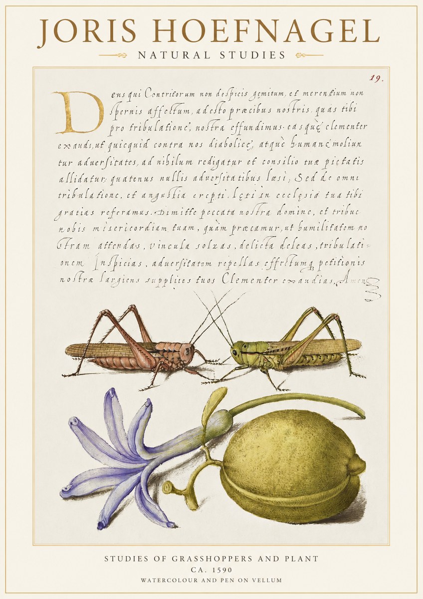 Joris Hoefnagel Studies of Grasshoppers and Plant No1 - Póster