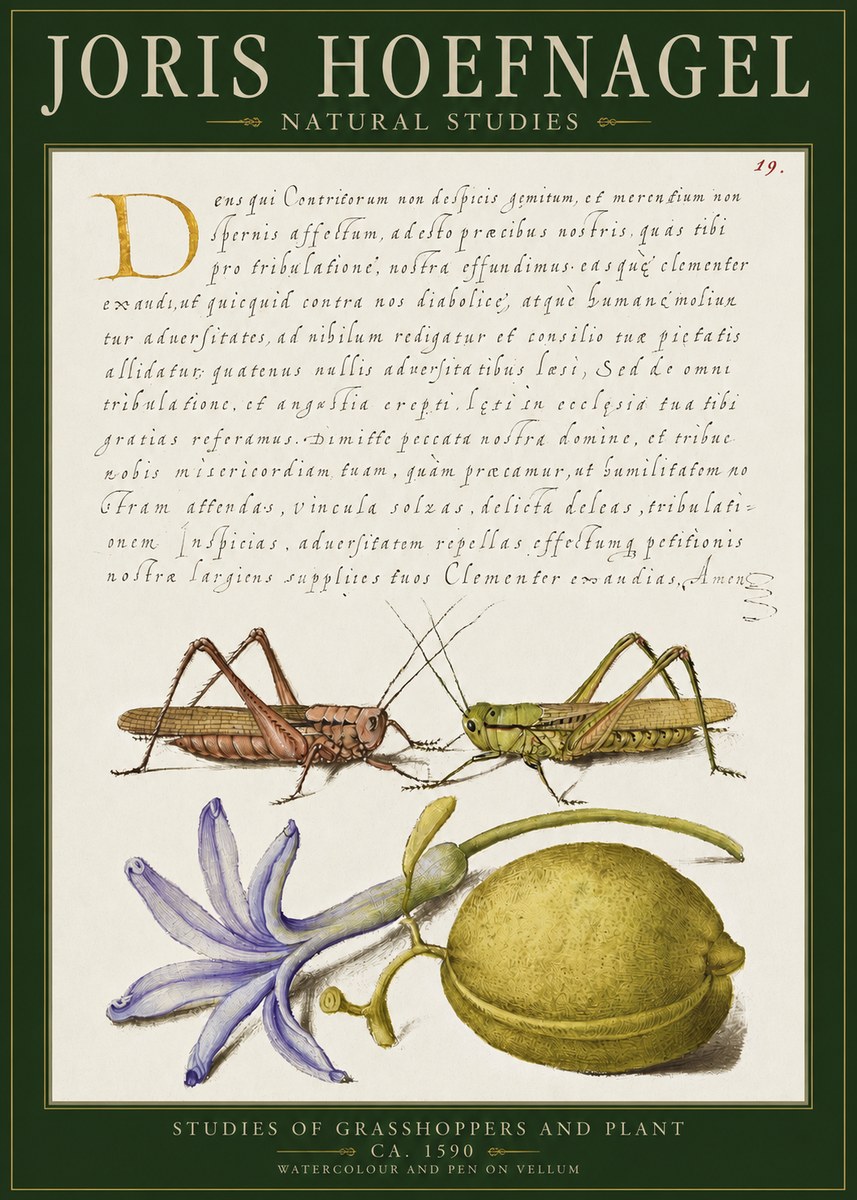 Joris Hoefnagel Studies of Grasshoppers and Plant No2 - Póster