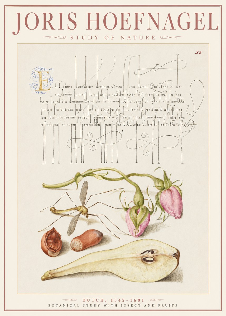 Joris Hoefnagel Studies of Plants, Insects and Fruits No3 - Póster