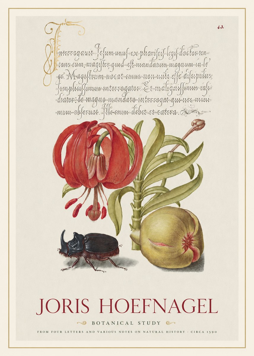 Joris Hoefnagel Botanical Study II No1 - Póster