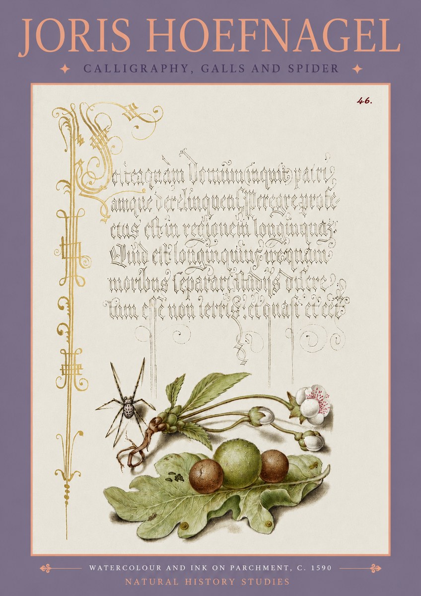 Joris Hoefnagel Plant with Galls and Insect No4 - Póster