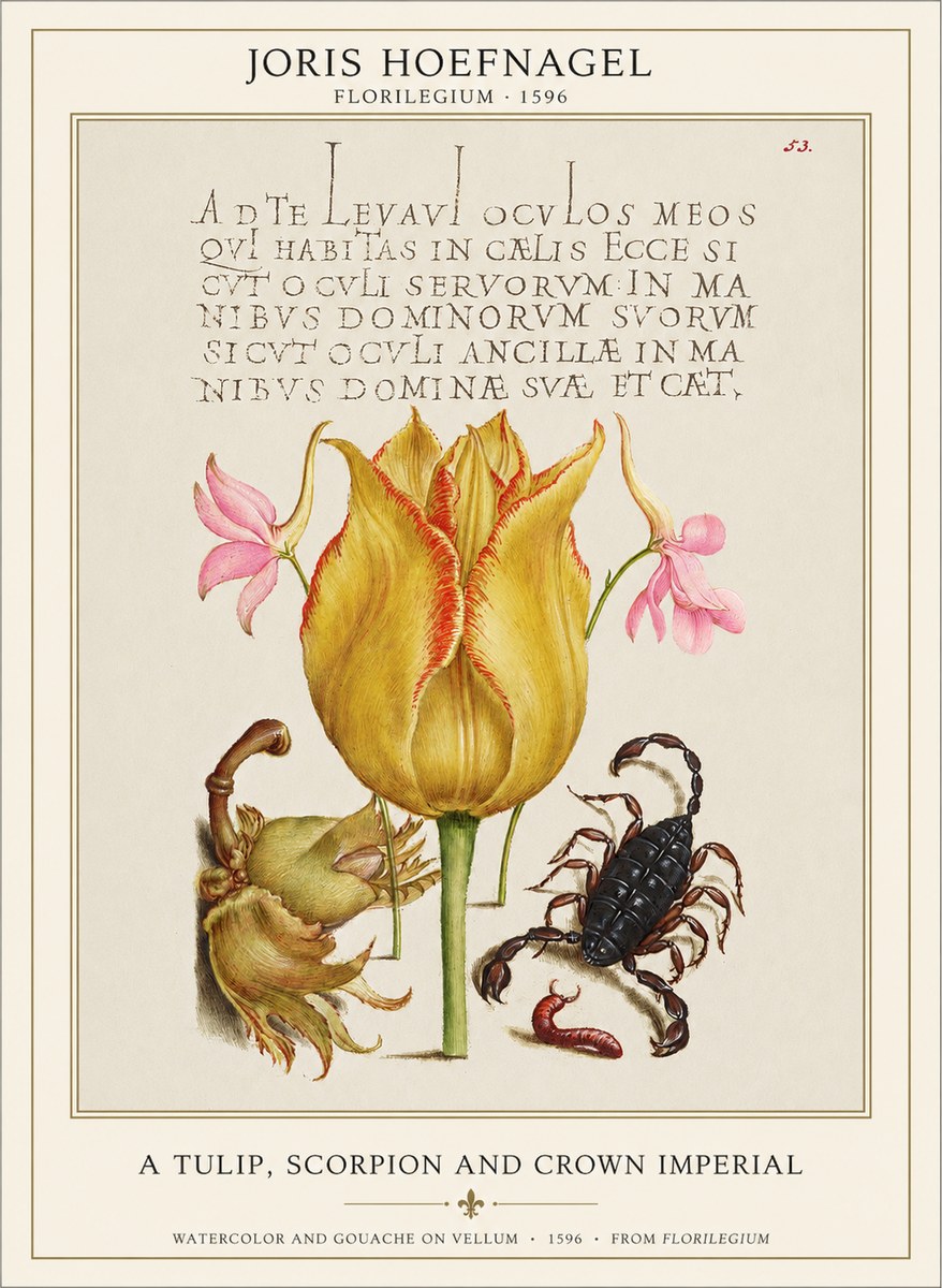 Joris Hoefnagel A Tulip, Scorpion and Crown Imperial No1 - Póster