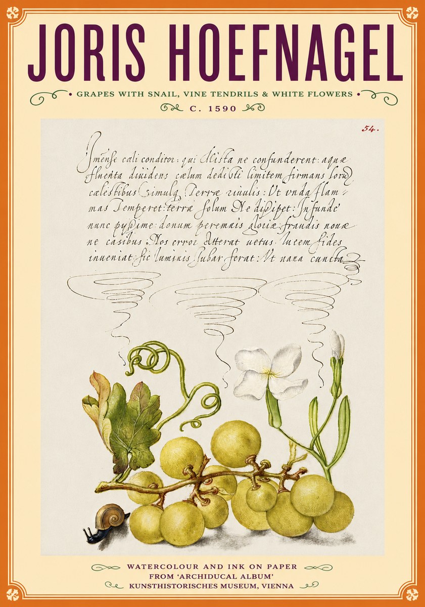 Joris Hoefnagel Grapes with Snail, Vine Tendrils & White Flowers No6 - Póster